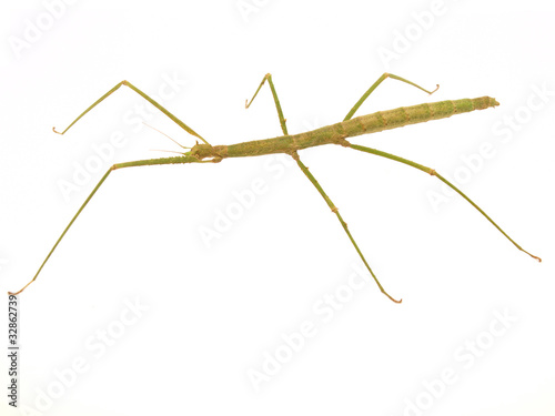 Carausius morosus on a white background