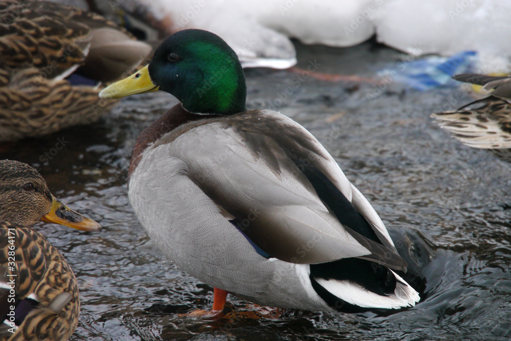 Fototapeta premium Ducks on the river in winter