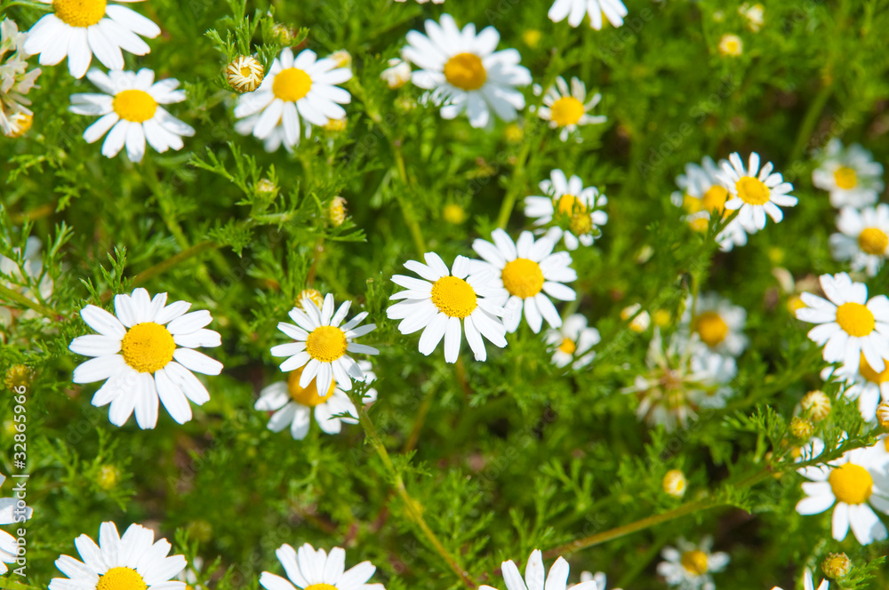 Field of beautiful white daisy wheels