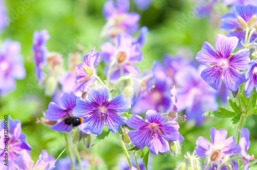 early summer flowering geranium