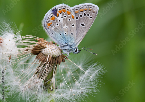Butterfly closeup on a white fluffy dandelion