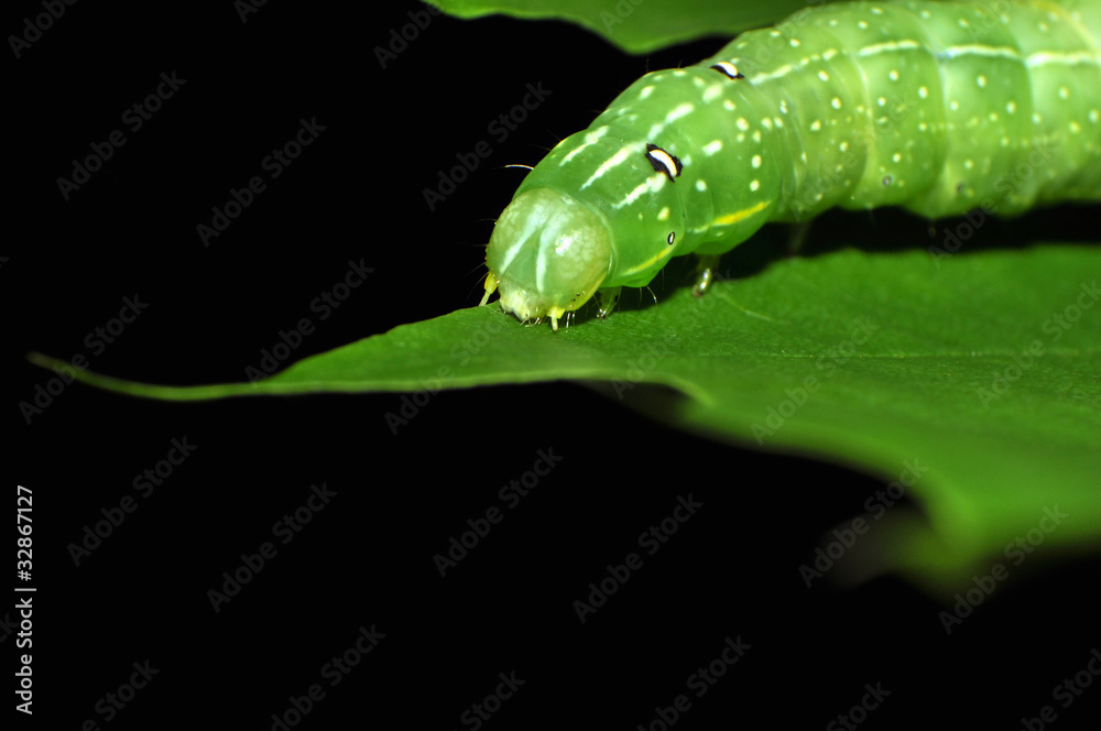 Fototapeta premium big green caterpillar on a piece of