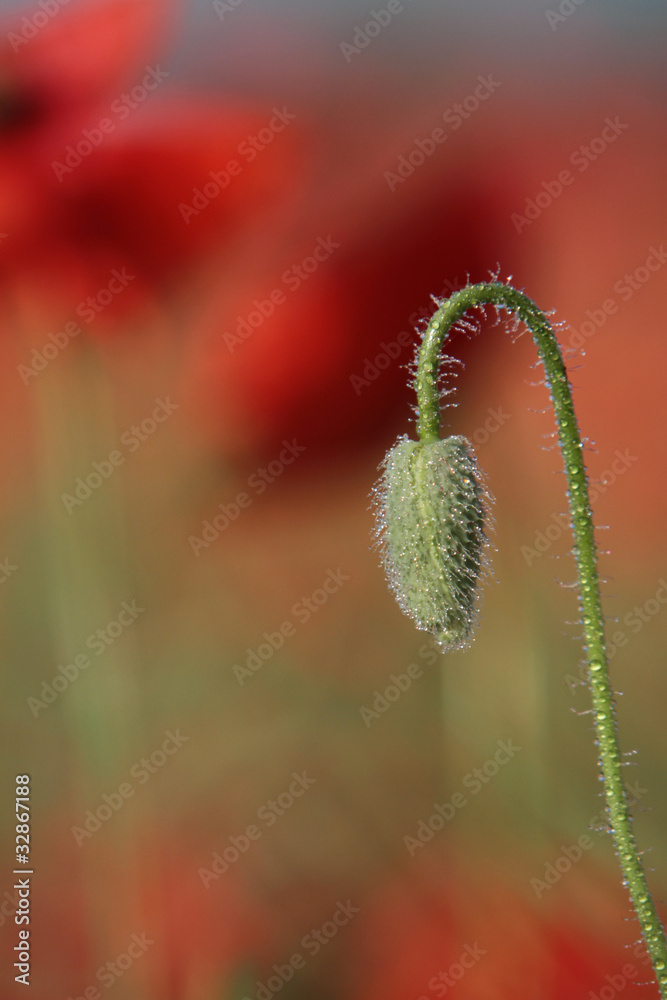 Naklejka premium Samotnie