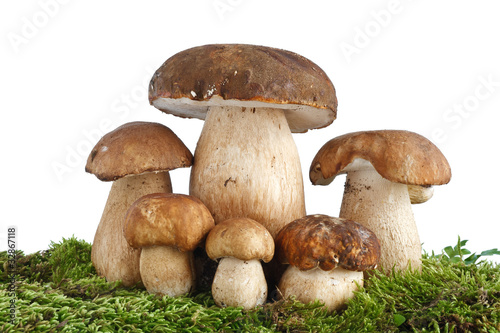 Boletus Edulis mushrooms - Funghi porcini