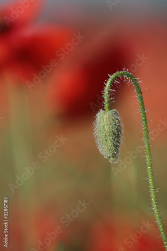 Fototapeta Naklejka Na Ścianę i Meble -  Samotnie