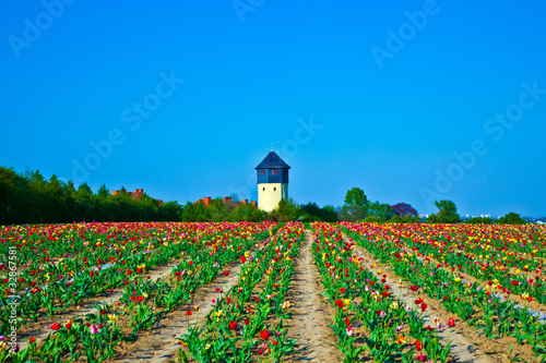 field with blooming colorful tulips