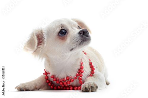 Quadro em tela chiot chihuahua et collier