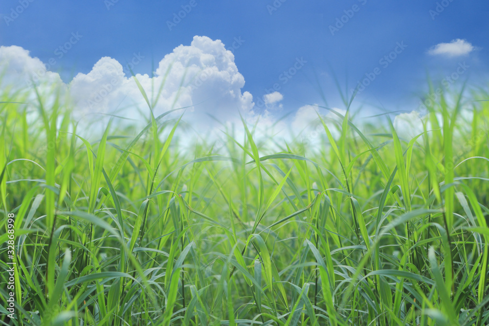 Obraz premium Summer grass