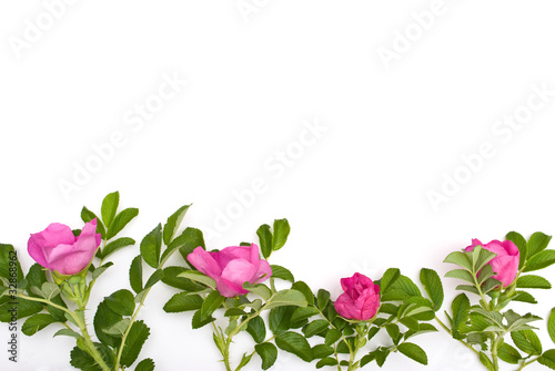 Beautiful tea rose on a white background.