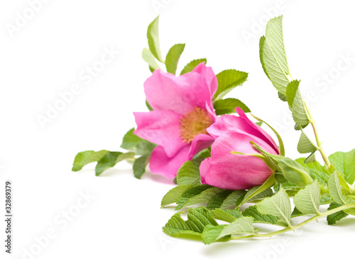 Beautiful tea rose on a white background.