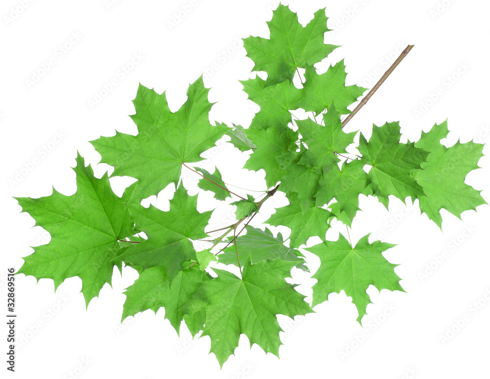 Maple leaves Maple leaves
