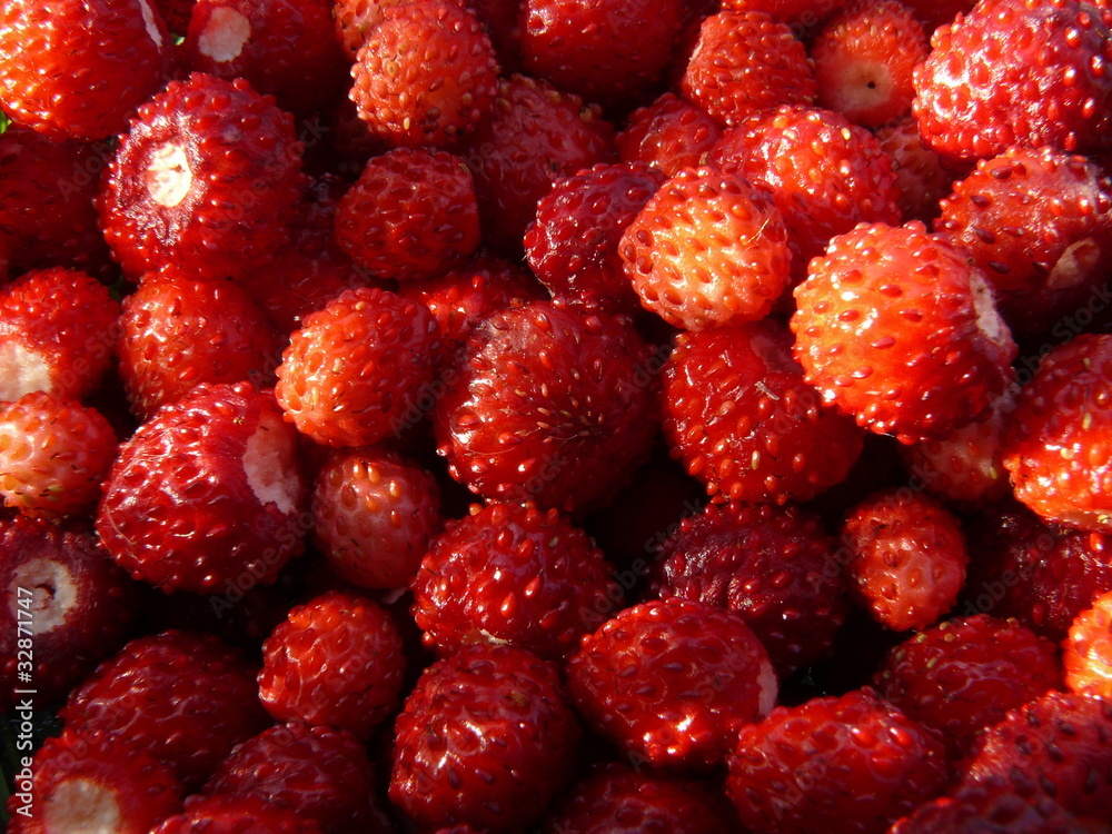 Ernte Walderdbeeren im Garten
