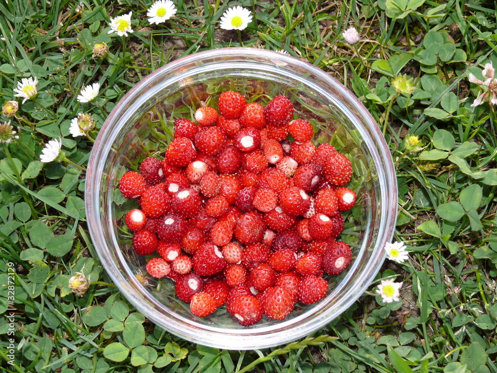 Schälchen mit Walderdbeeren auf grüner Wiese