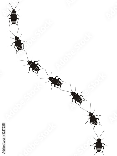 Cucaracha_2