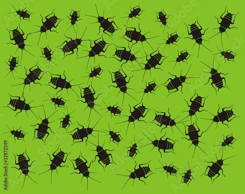 Cucaracha_4