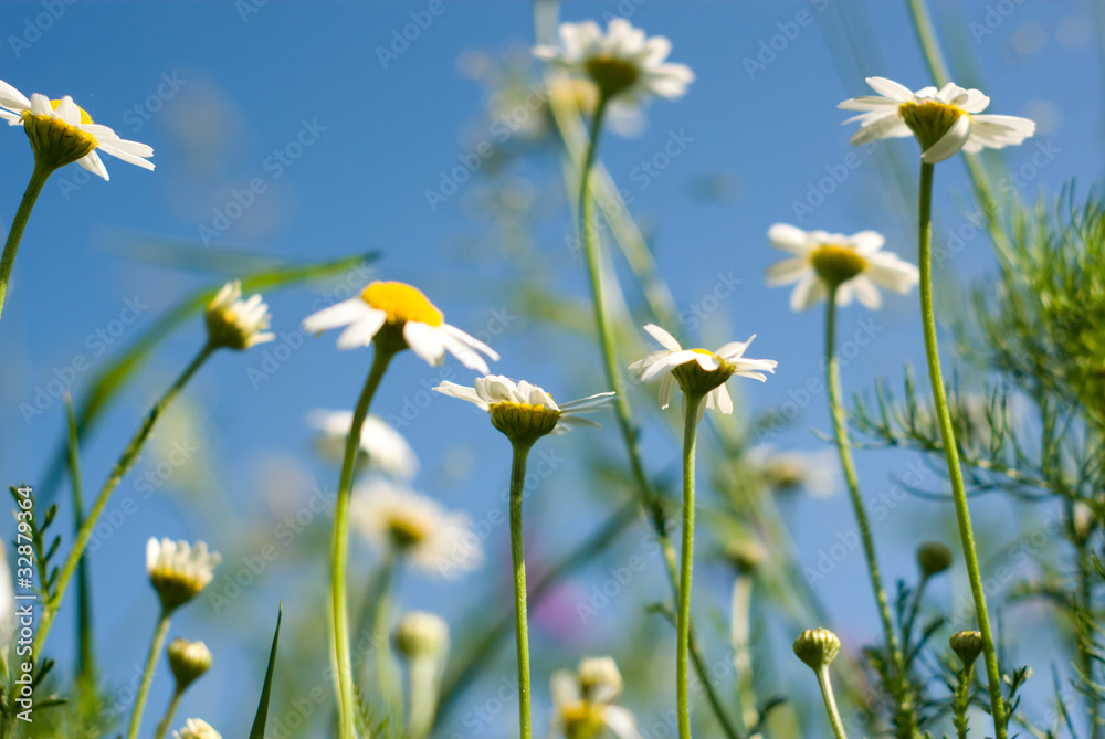 flowers flowers