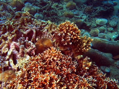 Stony corals of the South-Chinese sea photo