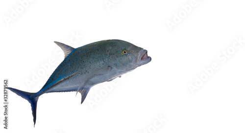 Tuna