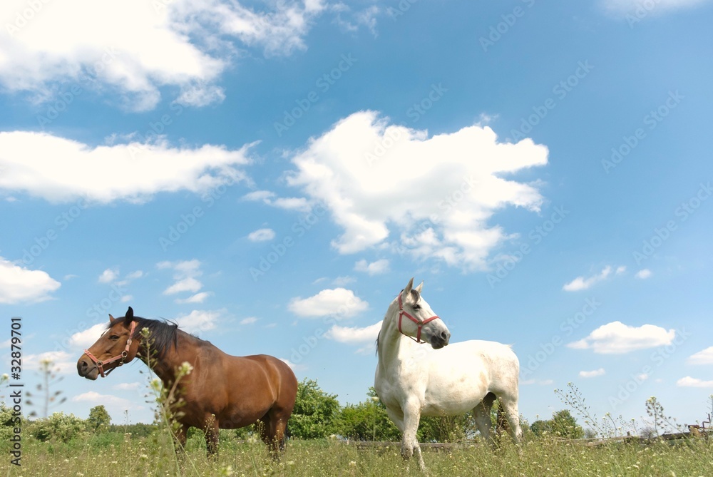 Obraz premium horse