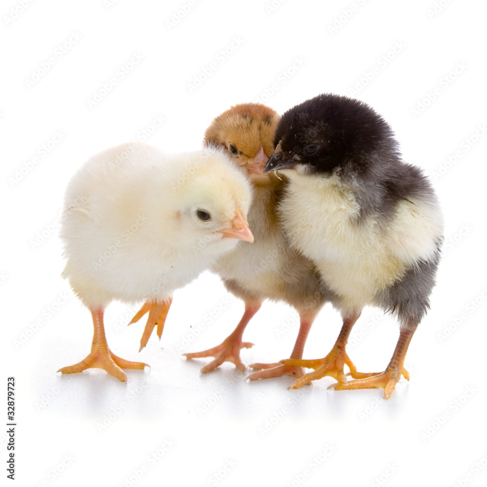 Chickens Chickens