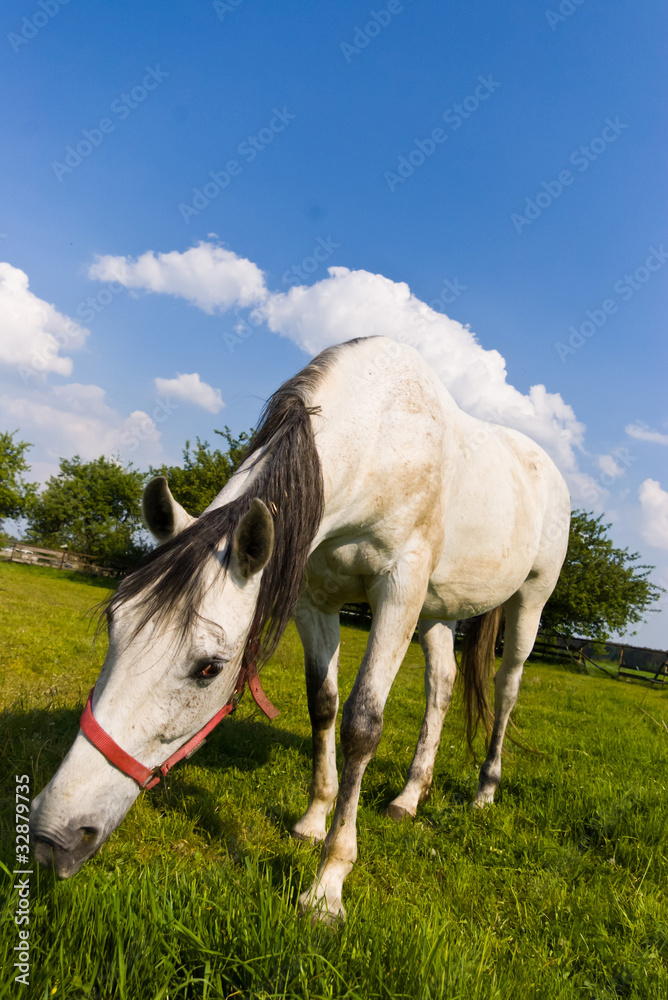 Obraz premium horse