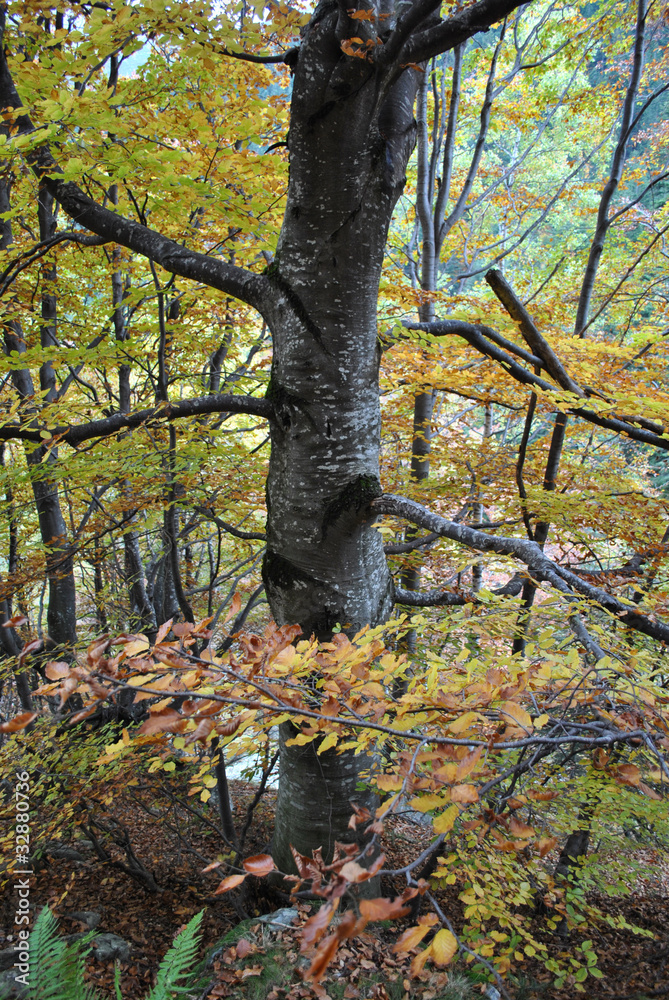 Fototapeta premium autumn