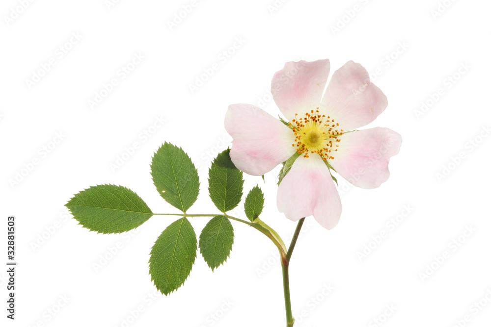 Obraz premium Dog rose