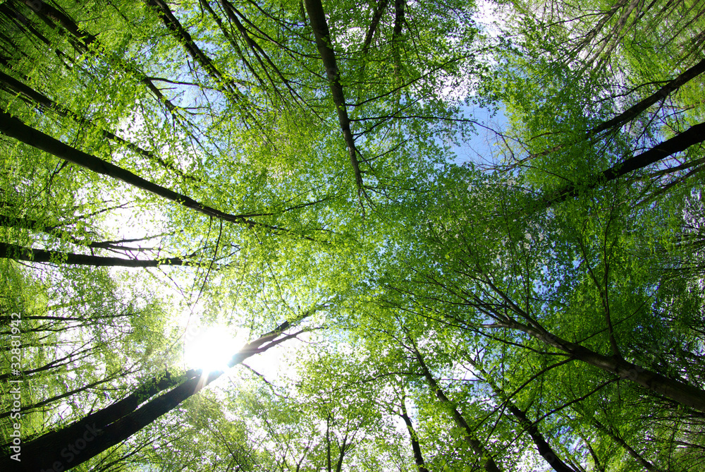 Fototapeta premium green trees