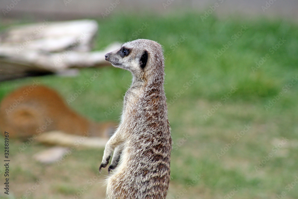 Fototapeta premium meer cat , standing side view