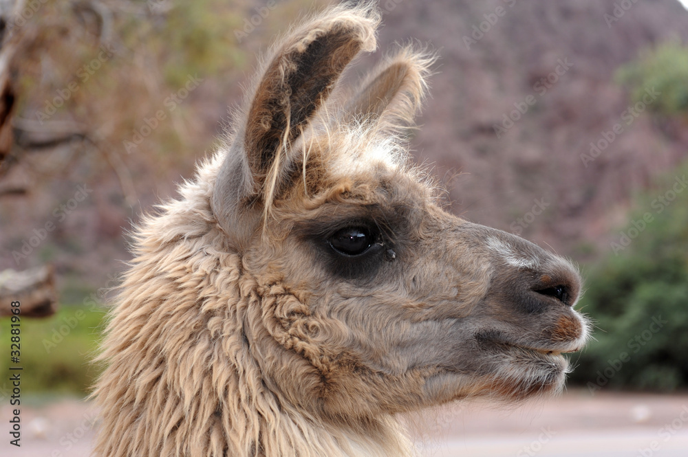 Fototapeta premium lama nella Quebrada de Cafayate
