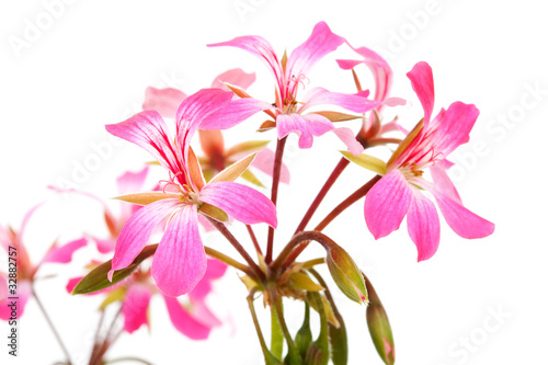 Pink Geranium flowers in closeup over white background