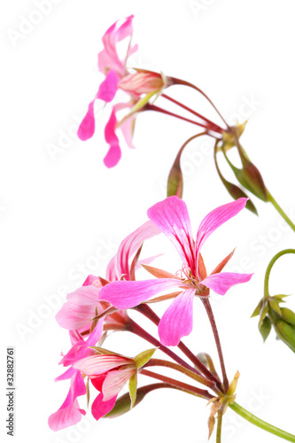 Fototapeta Naklejka Na Ścianę i Meble -  Pink Geranium flowers in closeup over white background