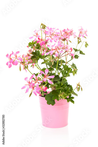 Pink Geranium flower over white background