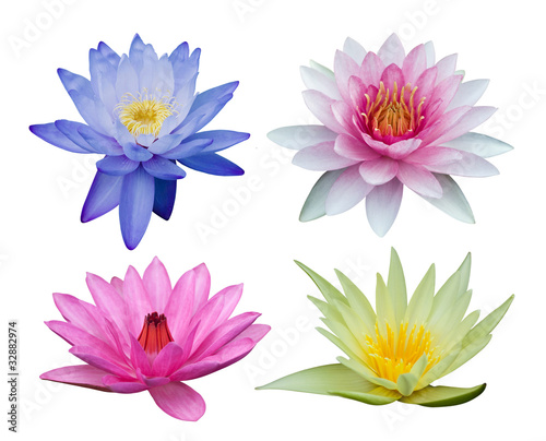 Water lily set isolated on white