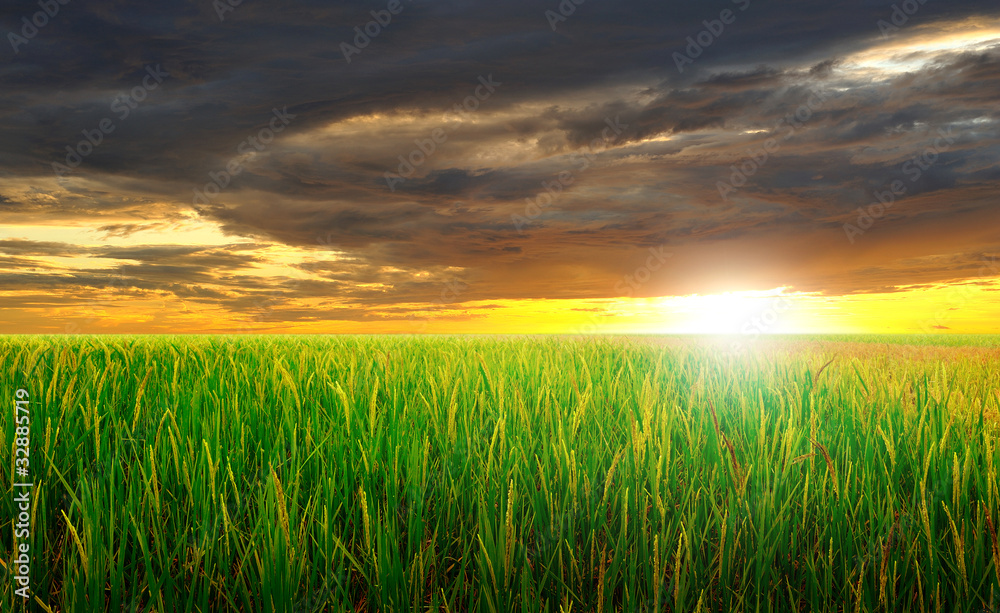 green rice field and beautiful sunset