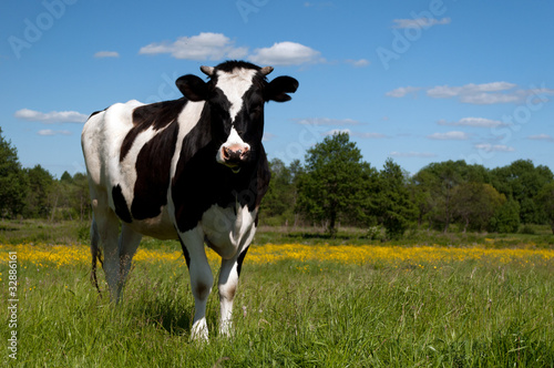 Black cow grazing in a field on a background of blue sky