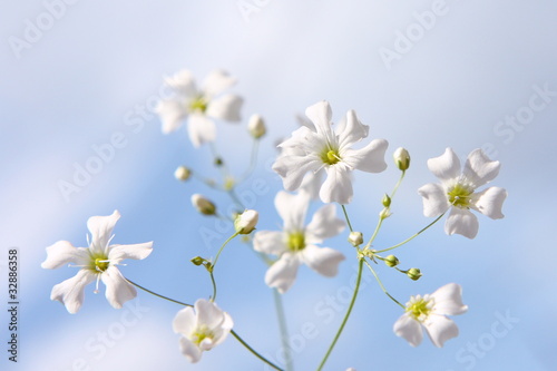 Floral beauty on fluffy blue sky background