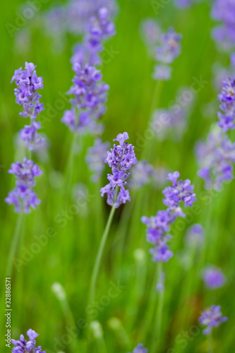 Lavande en fleur