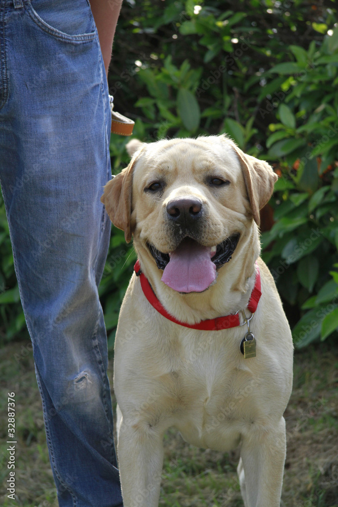 portrait of an adult male labrador portrait of an adult male labrador