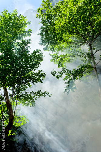 tropical forest morning scenery
