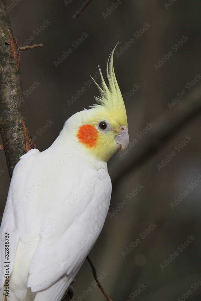 Fototapeta premium Weißer Nymphensittich