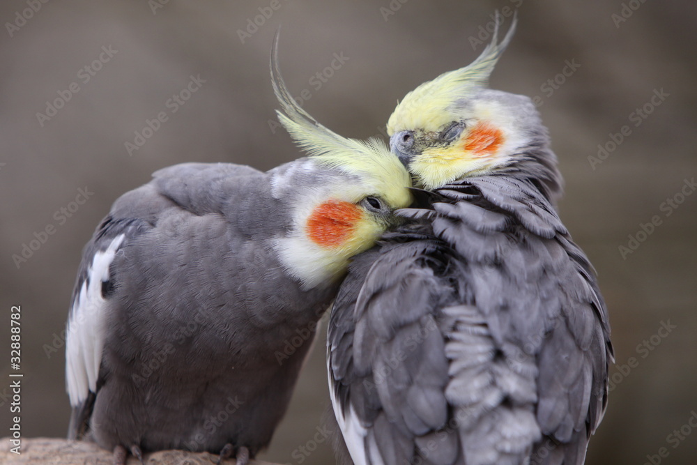 Naklejka premium Nymphensittiche