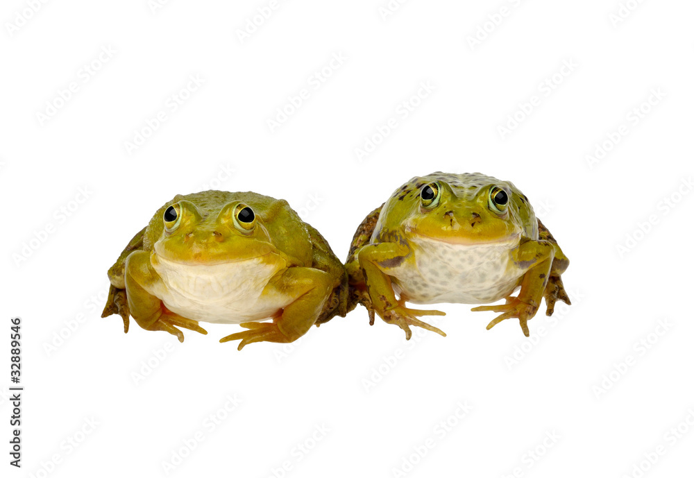 Naklejka premium two frogs