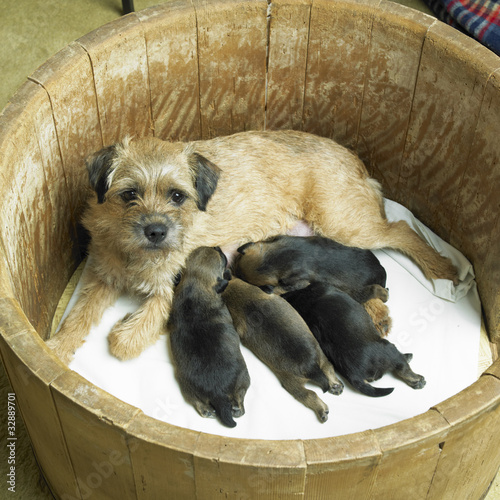 Fotografie female dog with puppies (Border Terrier)
