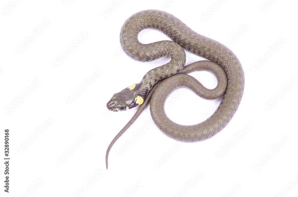 snake snake