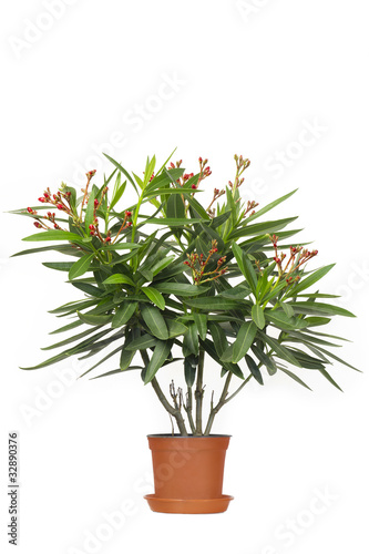 Oleander Zimmerpflanze photo