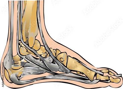 Fussanatomie