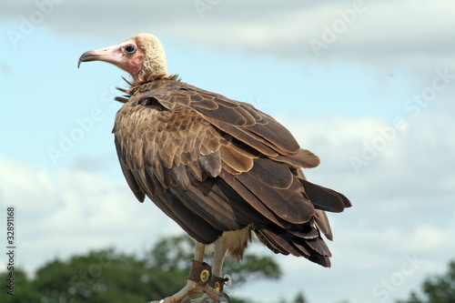 beautiful vulture