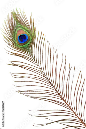 Detail of peacock feather eye
