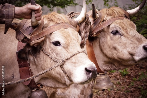 Vaches Aubrac photo